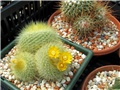 Parodia Chrysacanthion
